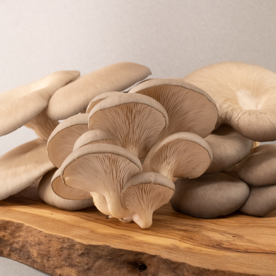 Funghi Freschi