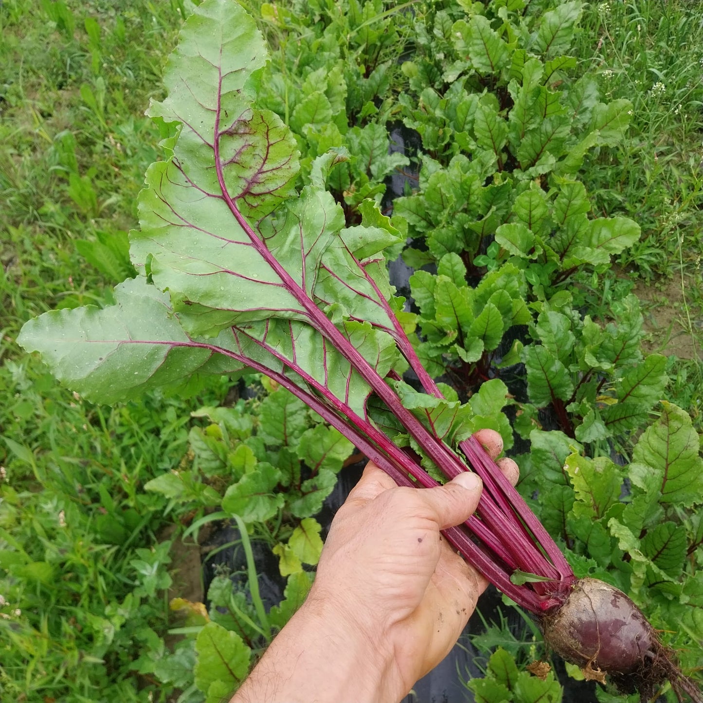 Barbabietola 500gr