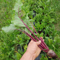 Barbabietola 500gr