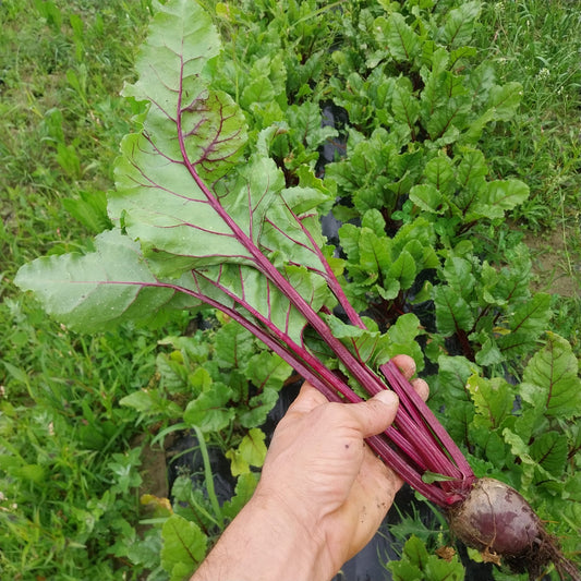 Barbabietola 500gr