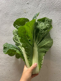 Cavolo Cinese 450gr