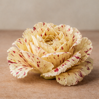 Radicchio Variegato di Castelfranco 200gr