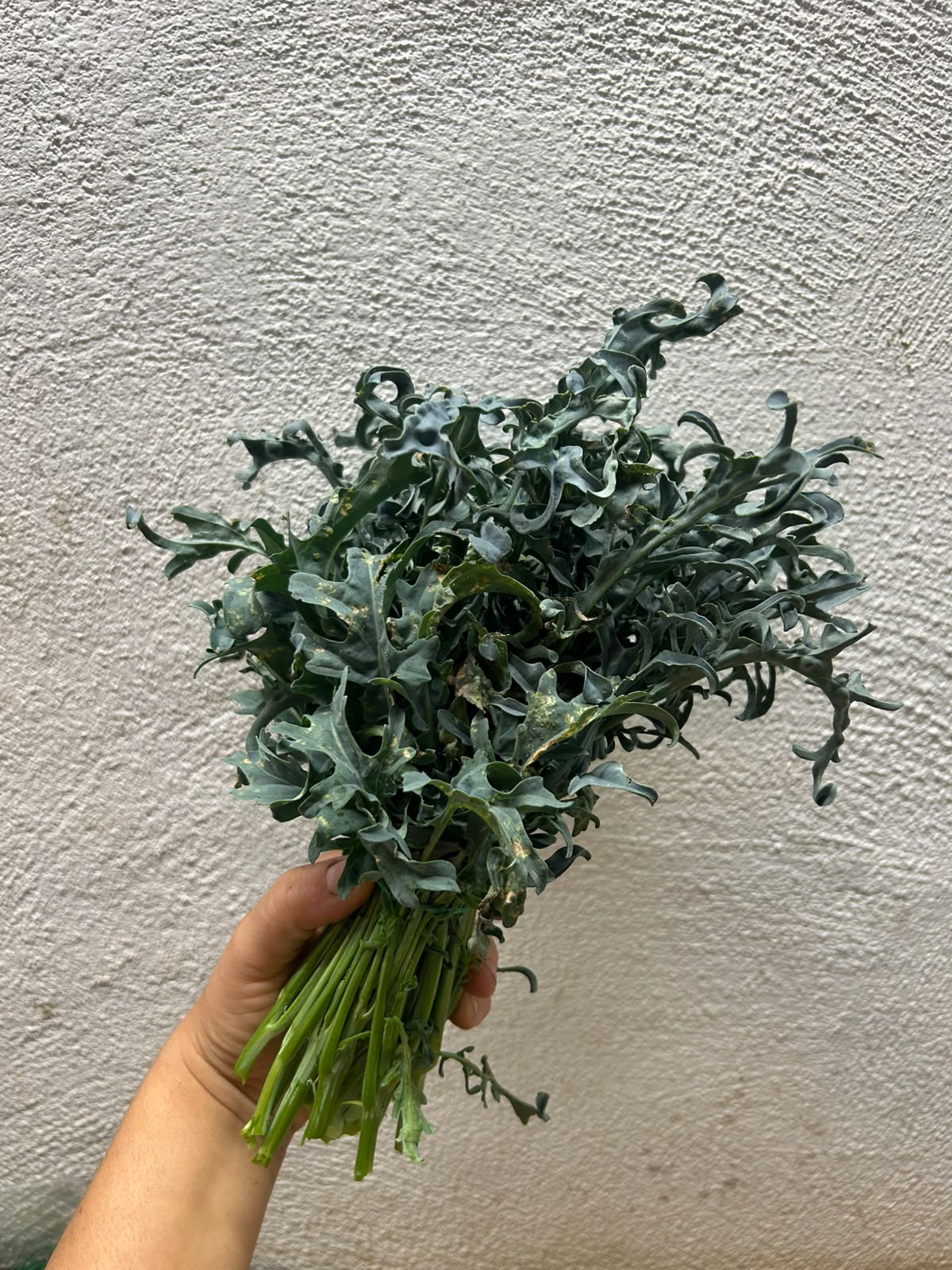 Cavolo Spigarello/Minestra 250gr