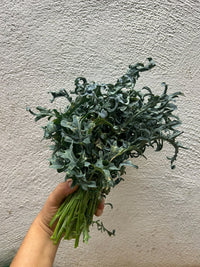 Cavolo Spigarello/Minestra 250gr