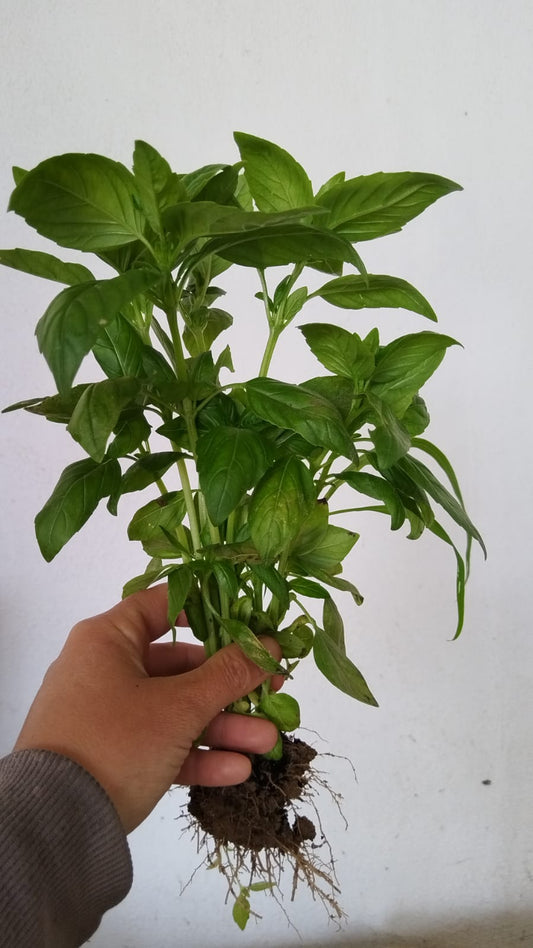 Basilico Mazzo