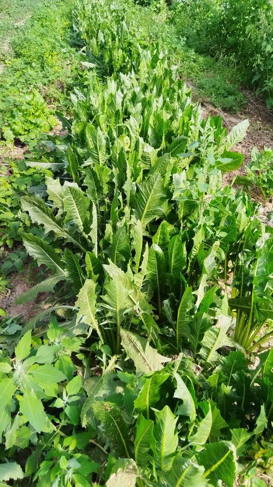 Catalogna 400gr