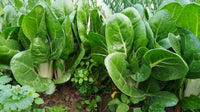 Coste Baresi 350gr