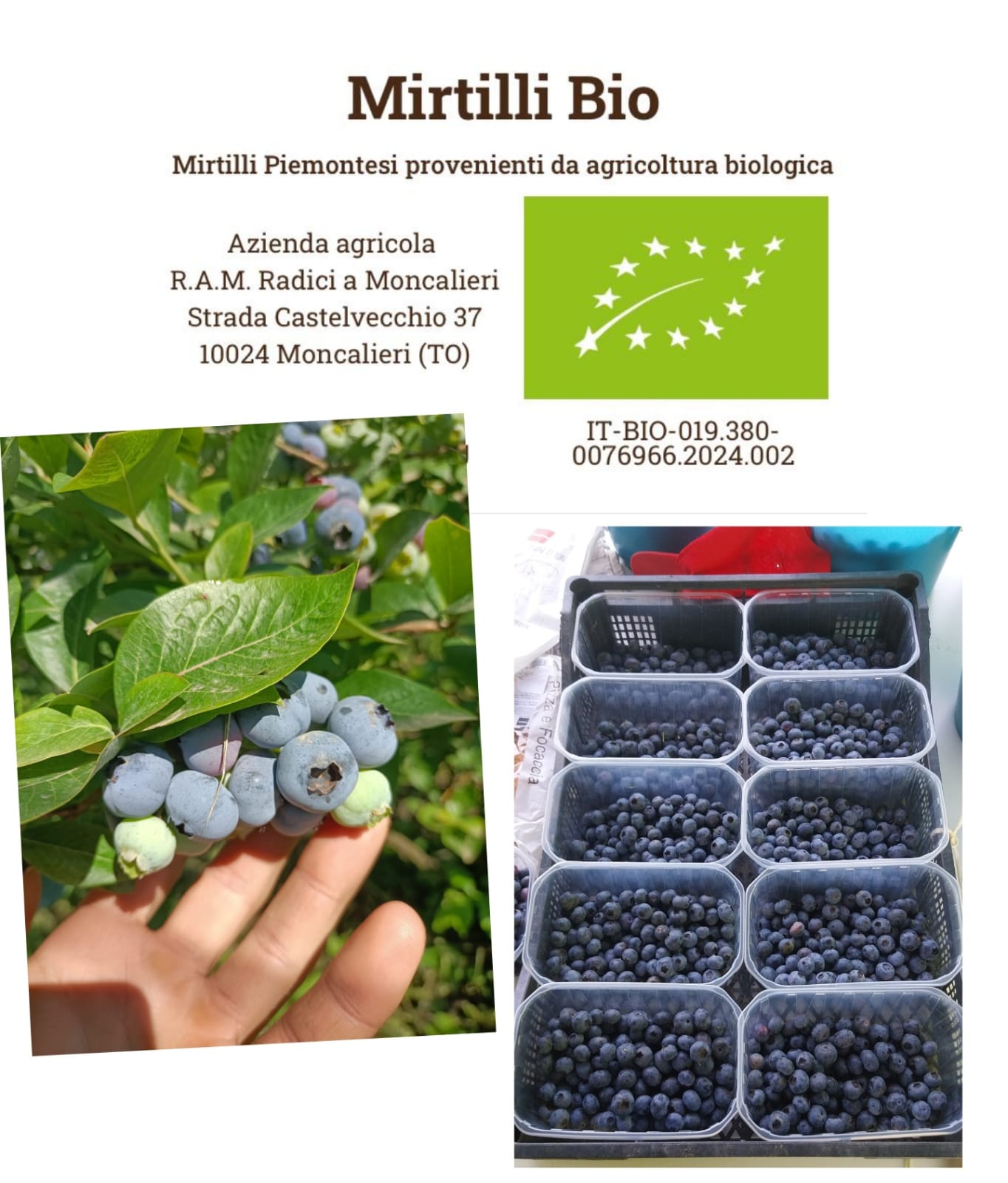 Mirtilli 5Kg